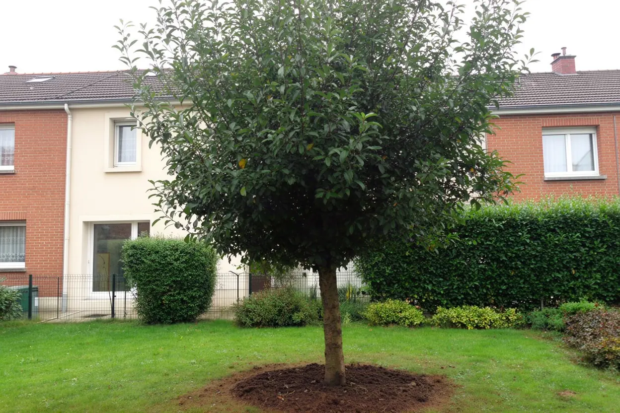 Arbre après retrait des branches dangereuses à Saint-Max