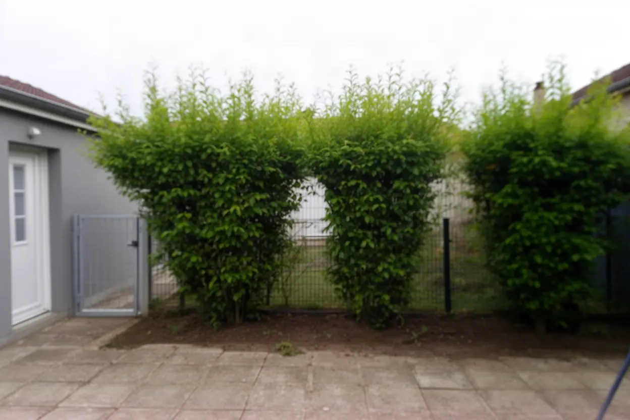 Haie haute à reprendre avant intervention à Malzéville